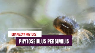 Phytoseiulus persimilis | Naturalny wrog przedziorka