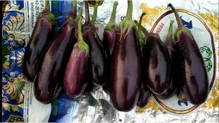 Harvesting Brinjal from Garden। brinjal farming। Garden output.