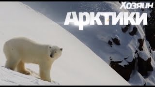 Хозяин Арктики - белый медведь