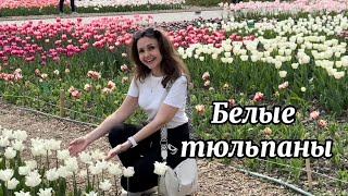 БЕЛЫЕ  ТЮЛЬПАНЫ 🌷Музыка: Виктор Могилатов, слова: Антон Бикбаев (SEVENROSE) исп.: Наталья Дозорова