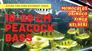 TIPS & TRICKS || 18-20 CM PEACOCK BASS (PREDATOR FISH)- EATING TWO DIFFERENT FEEDS