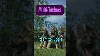 Mind-Blowing German Shepherd Intelligence!| Multi-Taskers| Fact #shorts