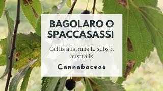 PIANTE SORPRENDENTI CHE NON TROVERAI MAI AL SUPERMERCATO: IL BAGOLARO - SPACCASASSI - Hackberry