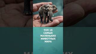 Топ 10 самых маленьких животных мира #животные #топ10 #комарик #самыемаленькие #шортс #shorts