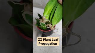 ZZ plant propagation #zzplant #leafpropagation #propagation #gardening #gardeningtips #short