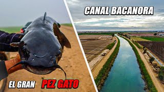 En busca del Pez Gato / Bagre   En el Canal Bacanora | SLRC Sonora