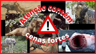 Maiores e mais sangrentos ataque de animais predadores 2022. #Shorts