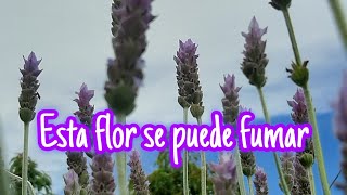 la flor de Lavanda y sus múltiples usos. #agropollitas  #enunahectarea #lavanda