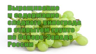 О выращивании Винограда в открытом грунте в Ленинградской области. Подробно. Полное видео.