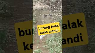 burung jalak kebo bisa di sate info nya🤣🤣🤣🤣