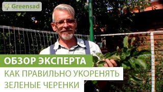 Как правильно укоренять зеленые черенки