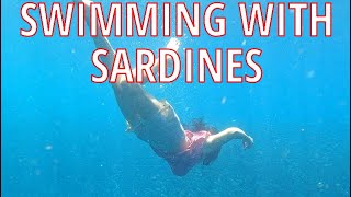 Swimming with Sardines & Turtles - Moalboal, Cebu - Philippines