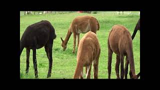 Alpacas at Snooks Farm, Hampshire, UK