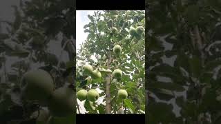 Himalayan 🍎 apple tree/apple tree shorts/beautiful apple 🍏🍎