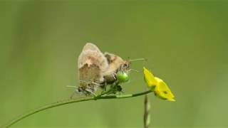 Small Heath Butterfly Coenonympha pamphilus