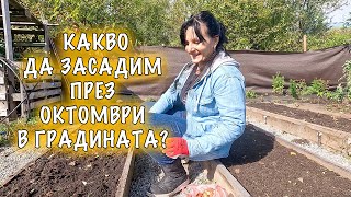 Какво да засадим през октомври? Как да предпазим новите растения от слана?