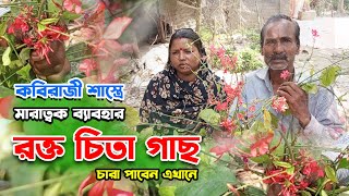 কবিরাজী শাস্ত্রে মা রা ত্ব ক ব্যাবহার র_ক্ত_চি_তা গাছ, চারা পাবেন