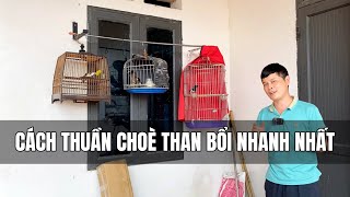 Cách thuần chim Choè Than bổi nhanh nhất