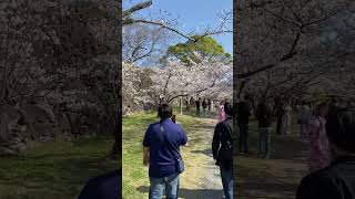 Cherry blossom kimono girls