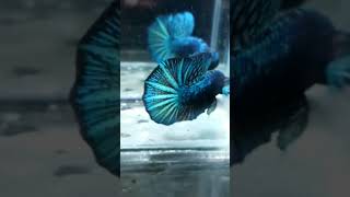 IKAN CUPANG | THE POISON BLUE | CANTIK