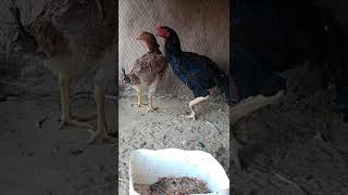 لحظه وصول الفراخ الهندي(مليجي_شلبيه) 🐓