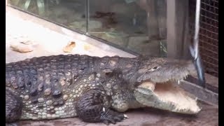 Karmienie krokodyla i miłosna przejażdżka - Afrykarium ZOO Wrocław