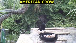 American Crow