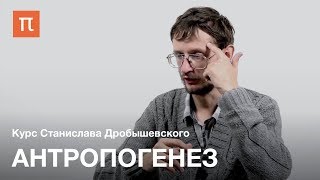 Антропогенез — курс Станислава Дробышевского на ПостНауке