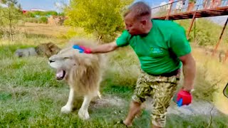 ШОК ВИДЕО! Белый лев подошел к Олегу Зубкову и почти спокойно дал себя гладить!