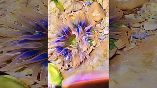 poke beautiful sea anemone #shorts #seafood