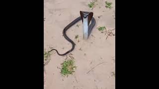 black cobra in action#black #cobra #snake