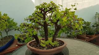 Bonsai de Portulacaria afra. Estilo bosque