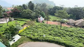 Sleeping Lady View Point Coonoor | TEA Garden Top View | 4K Video