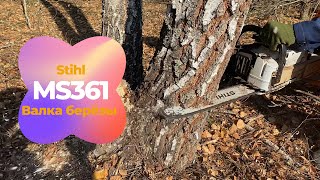 Валка леса Бензопилой Stihl ms 361