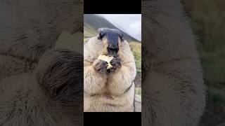 Chubby and Adorable Himalayan Marmot Eating Corn #cutemarmot #marmot #marmota #marmotta #animals