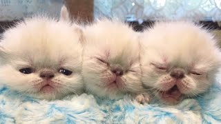 😂 Funniest Cats and Dogs Videos 😺🐶 || 🥰😹 Hilarious Animal Compilation №456