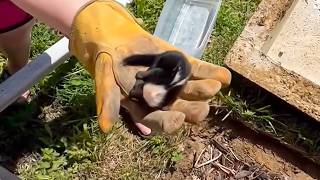 A girl rescues an orphaned newborn ferret who, when he grows up, sees her as his MOTHER