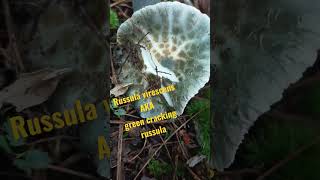 This mushroom just wanted to say HELLO #shorts #cool #mushroom #beautiful #nature #fungi #outdoors