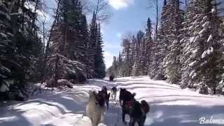 White Wilderness Sled Dog Adventures