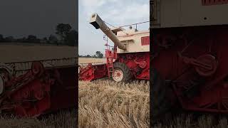 #farming #wheat #harvesting #viral #viralvideo #viralshorts #status #statusvideo #average #average