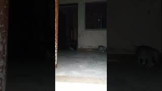 Cute Cat | Manmoji | Funny Fun |#catlover #abbaskhalid