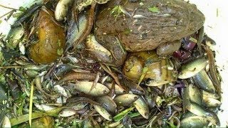 Wow! Awesome Hand Catching Fish - Catch a Lot of Fish by Hand in Rice Field