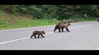 Ursoaica cu puiul pe Transfăgărășan