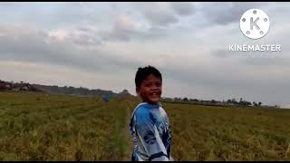 asyikny bocil main di sawah loncat jerami