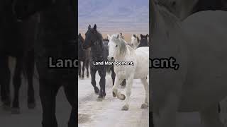 Wild Horse Range: Nevada's Majestic Mustangs!  #travel, #horse