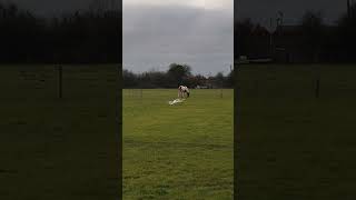 Hubsan H501s drone flies near horse... watch what happens!! #viral #shorts