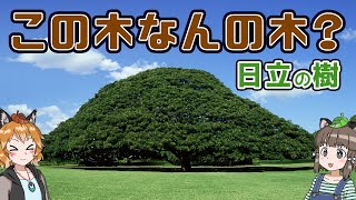 【日立の樹】「この木なんの木」は何の木？CMの気になる木の正体