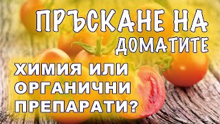 Пръскане на доматите срещу болести и вредители. Органични или химически препарати?