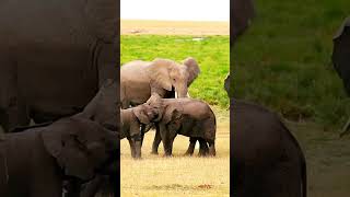 Newborn baby elephants. Exciting Facts about the World #art #advertising #amazingfacts #artists