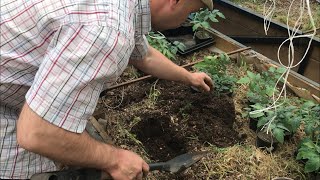 ПРИ ТАКОЙ ПОСАДКЕ 🍅 ПИТАНИЯ ХВАТИТ НА ВЕСЬ СЕЗОН